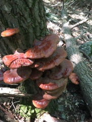 Kettletown mushrooms